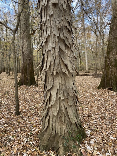 Carya aquatica