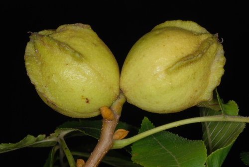 Carya cordiformis