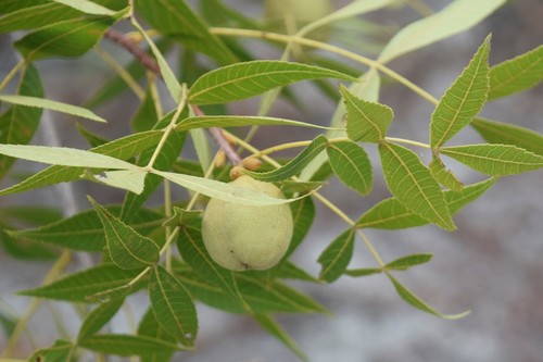 Carya floridana