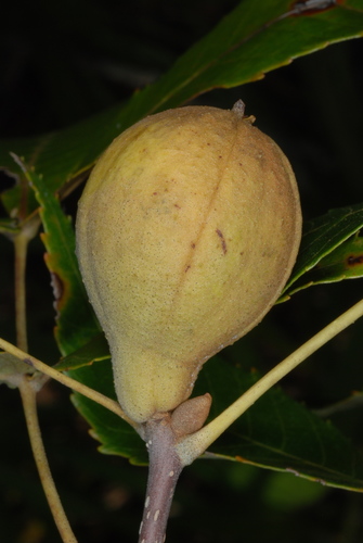 Carya floridana
