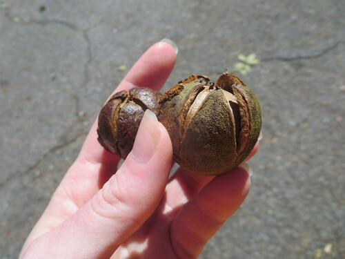 Carya glabra