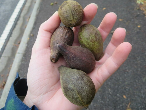 Carya glabra