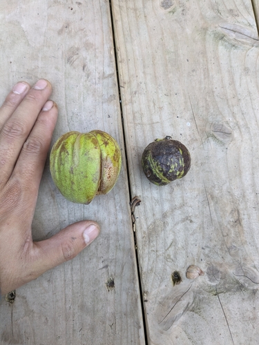 Carya laciniosa