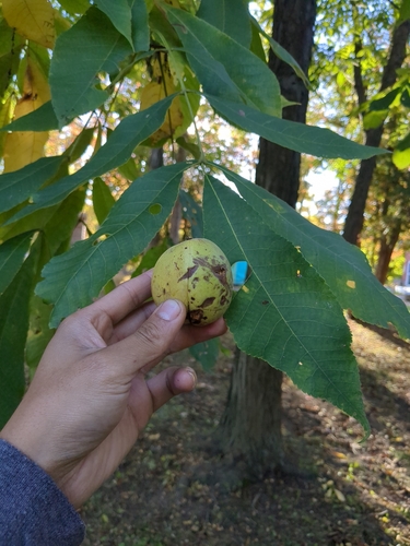 Carya laciniosa
