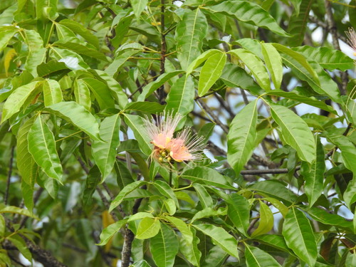 Caryocar microcarpum