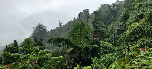 Caryota no
