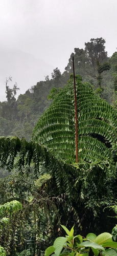 Caryota no
