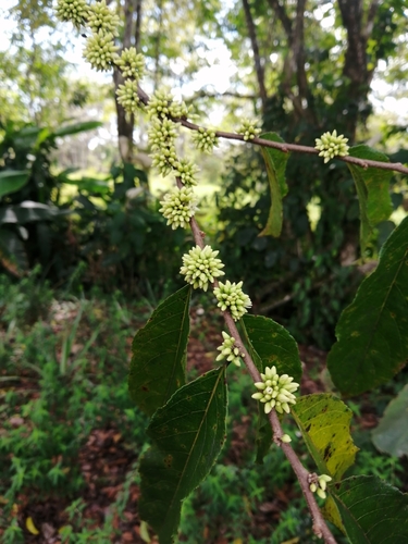 Casearia arguta