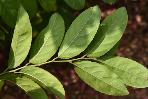 Casearia glomerata