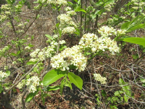 Casearia nitida