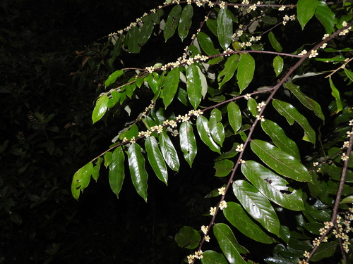Casearia pitumba