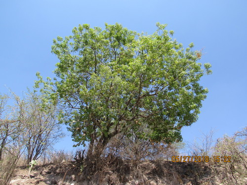 Casimiroa sapota