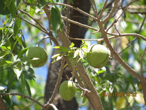 Casimiroa sapota