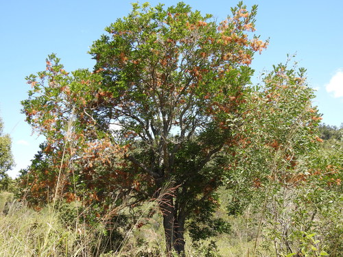 Cassia brewsteri