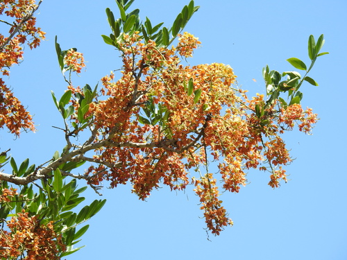 Cassia brewsteri