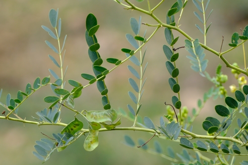 Cassia holosericea