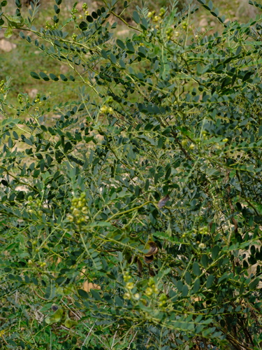 Cassia holosericea