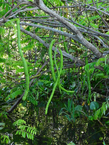 Cassia leiandra