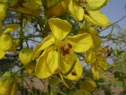 Cassia sieberiana