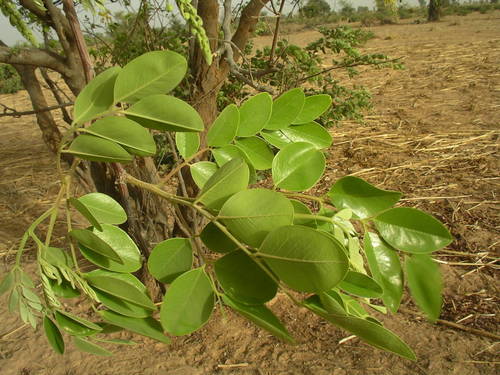 Cassia sieberiana