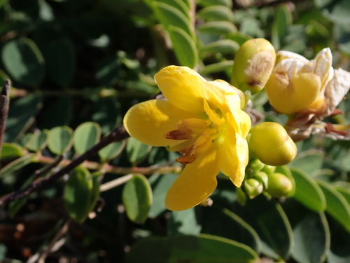 Cassia sophora