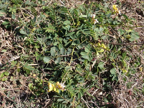 Cassia sophora