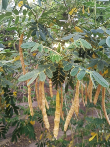 Cassia tomentosa