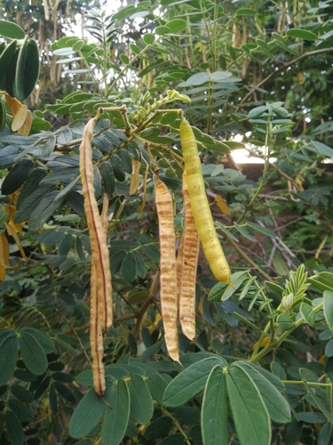 Cassia tomentosa