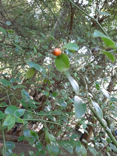 Cassinopsis ilicifolia