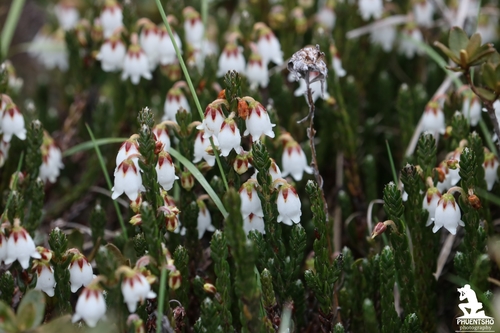 Cassiope fastigiata