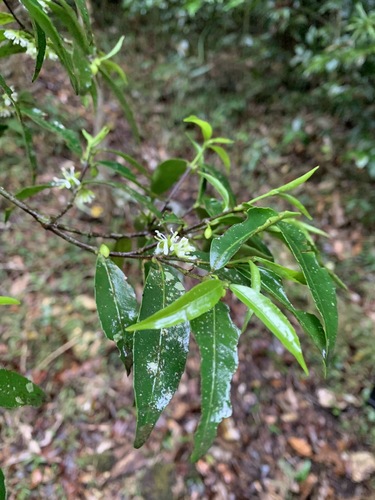 Cassipourea congoensis