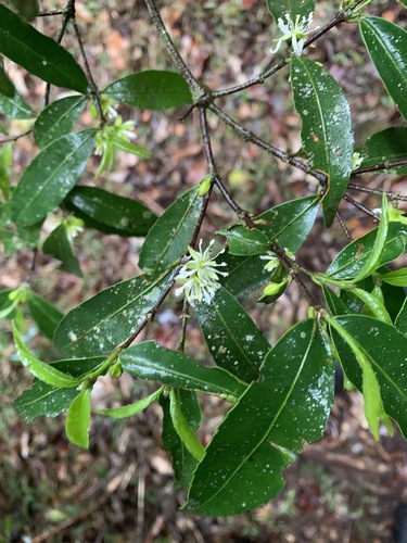 Cassipourea congoensis