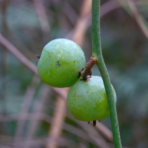 Cassytha melantha