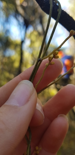 Cassytha pubescens