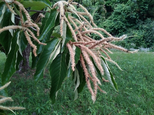 Castanea mollissima