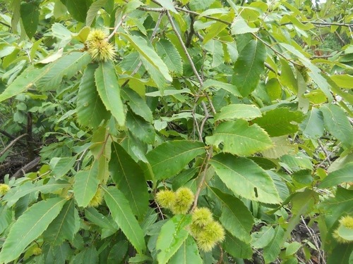 Castanea ozarkensis