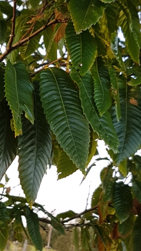 Castanea sativa