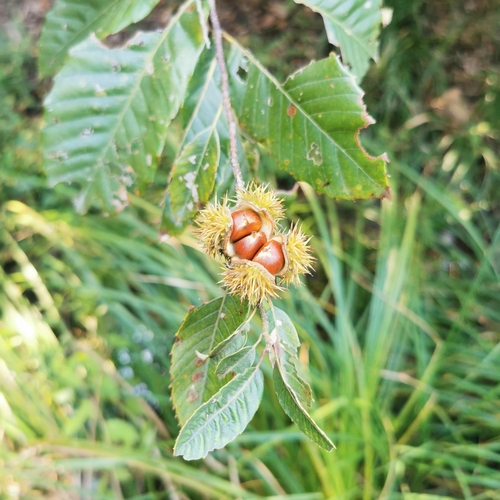 Castanea seguinii