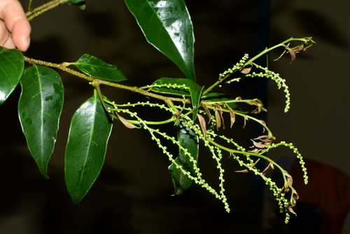 Castanopsis acuminatissima
