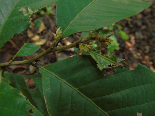Castanopsis argentea