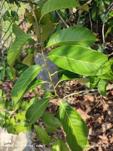 Castanopsis inermis
