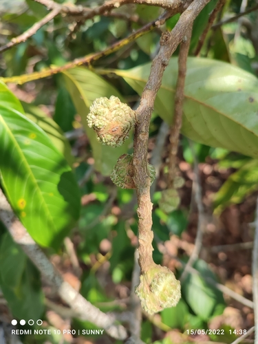 Castanopsis inermis