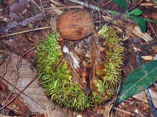 Castanopsis megacarpa