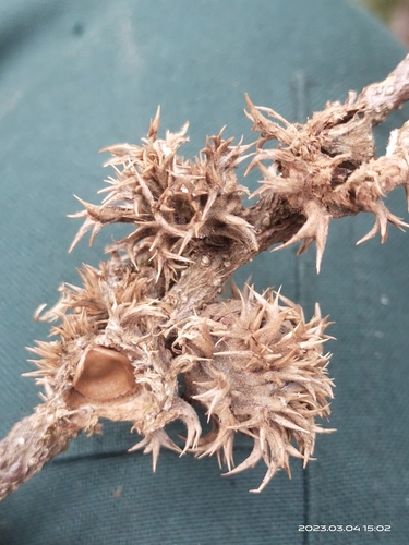 Castanopsis tribuloides