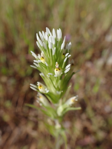 Castilleja attenuata