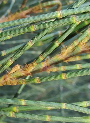 Casuarina glauca