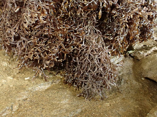 Caulacanthaceae