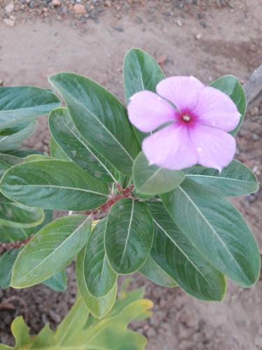 Catharanthus roseus