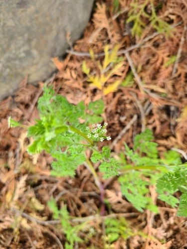 Caucalis anthriscus