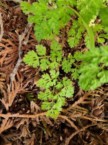 Caucalis anthriscus